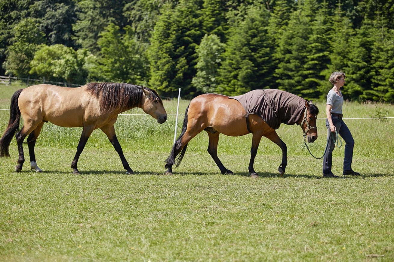 Reiten als Kunst - barockes Reiten mit Monika Opladen; klassisches Reiten, Reitunterricht