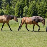 Reiten als Kunst - barockes Reiten mit Monika Opladen; klassisches Reiten, Reitunterricht