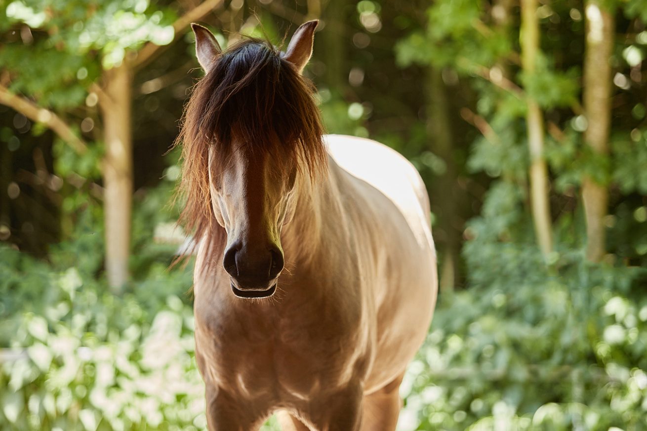 Reiten als Kunst - barockes Reiten mit Monika Opladen; klassisches Reiten, Reitunterricht