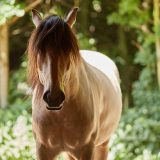 Reiten als Kunst - barockes Reiten mit Monika Opladen; klassisches Reiten, Reitunterricht