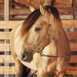 Reiten als Kunst - barockes Reiten mit Monika Opladen; klassisches Reiten, Reitunterricht