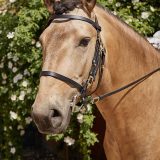 Reiten als Kunst - barockes Reiten mit Monika Opladen; klassisches Reiten, Reitunterricht
