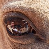 Reiten als Kunst - barockes Reiten mit Monika Opladen; klassisches Reiten, Reitunterricht