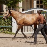 Reiten als Kunst - barockes Reiten mit Monika Opladen; klassisches Reiten, Reitunterricht