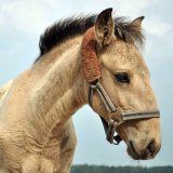 Reiten als Kunst - barockes Reiten mit Monika Opladen; klassisches Reiten, Reitunterricht