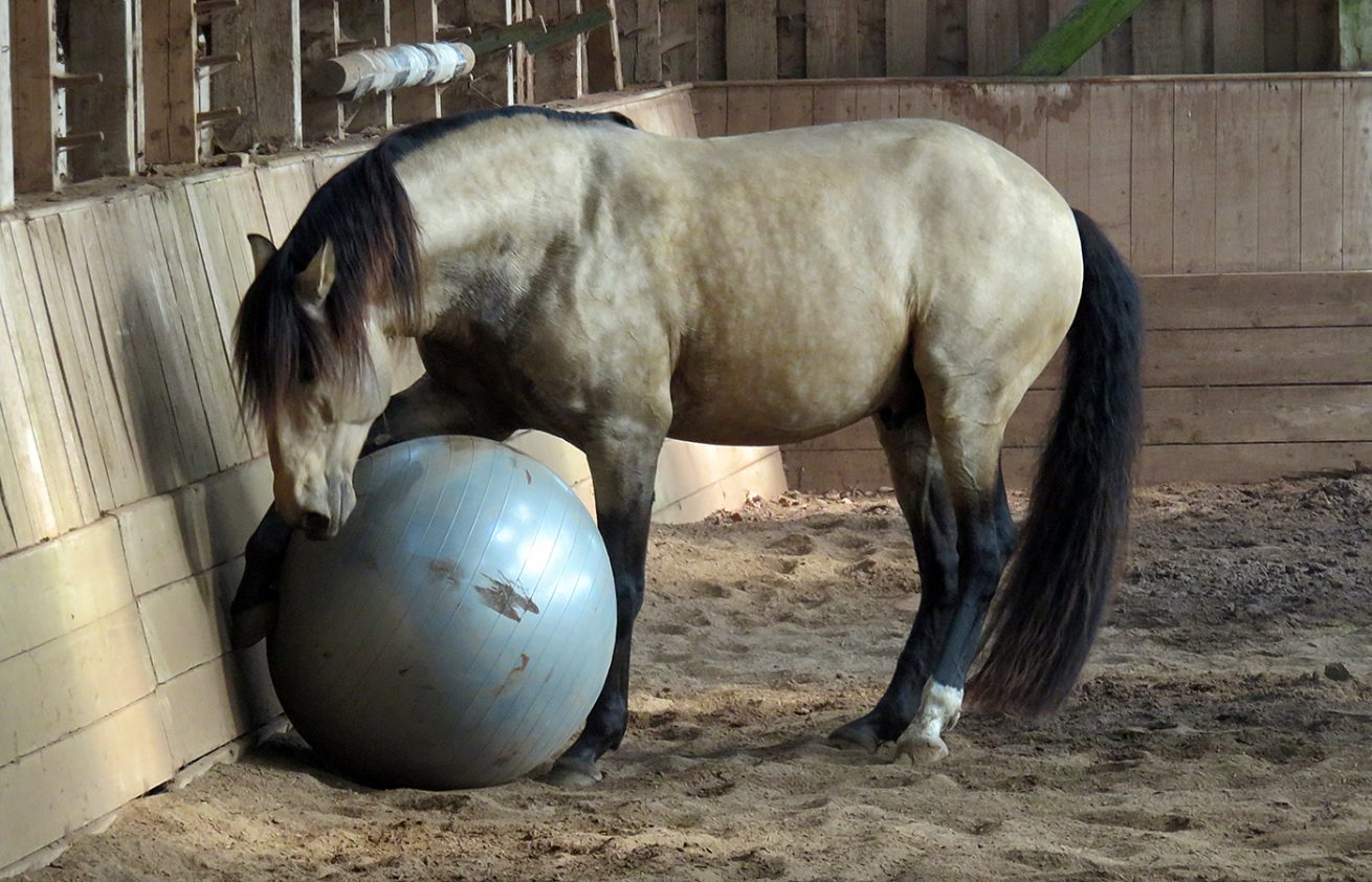 Reiten als Kunst - barockes Reiten mit Monika Opladen; klassisches Reiten, Reitunterricht