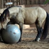 Reiten als Kunst - barockes Reiten mit Monika Opladen; klassisches Reiten, Reitunterricht