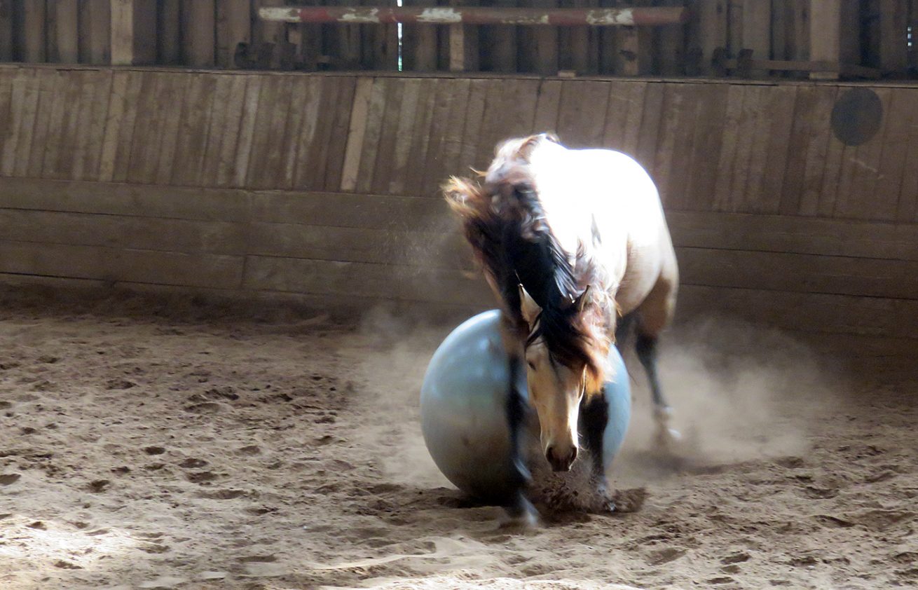 Reiten als Kunst - barockes Reiten mit Monika Opladen; klassisches Reiten, Reitunterricht
