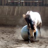 Reiten als Kunst - barockes Reiten mit Monika Opladen; klassisches Reiten, Reitunterricht
