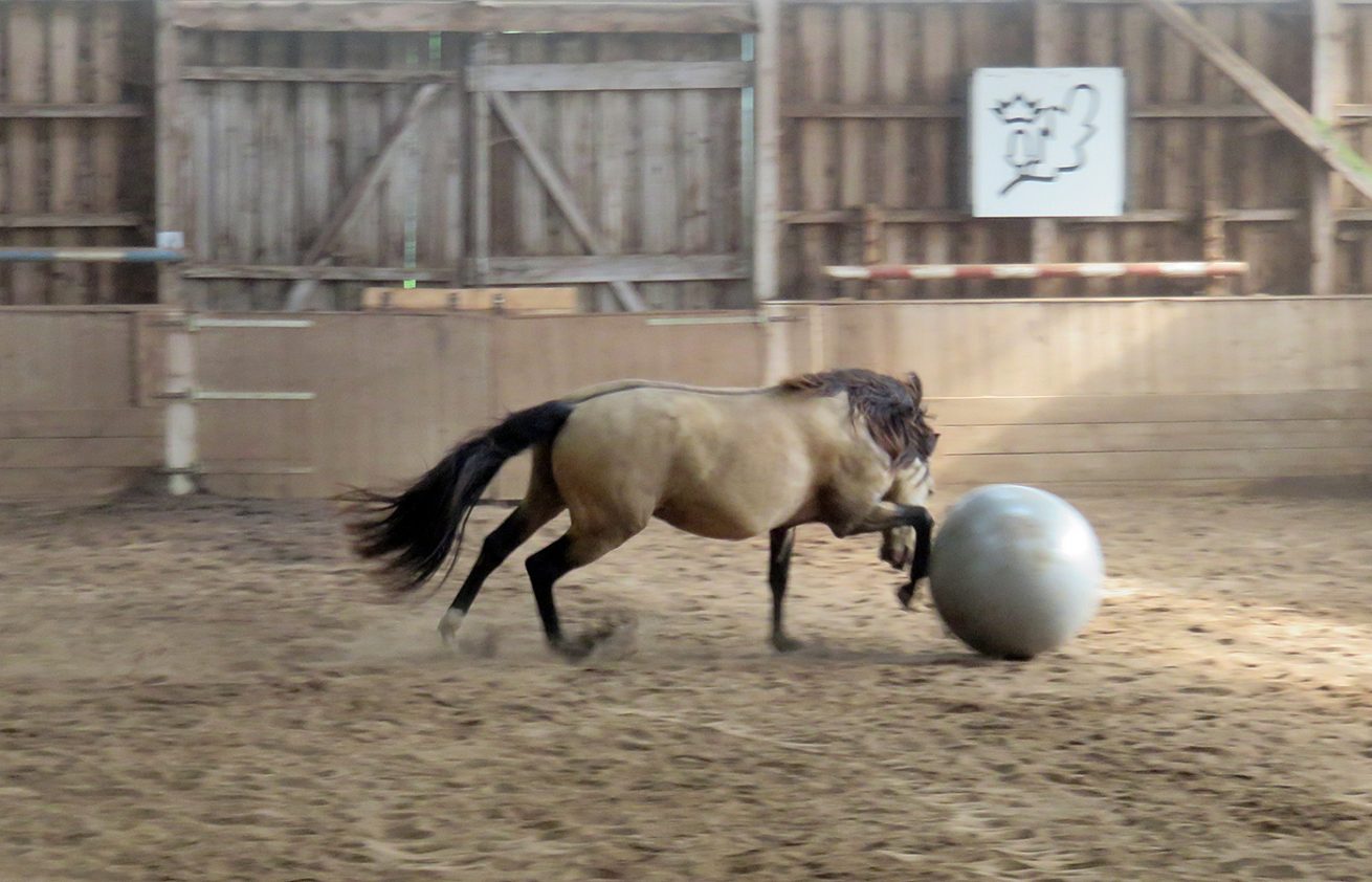 Reiten als Kunst - barockes Reiten mit Monika Opladen; klassisches Reiten, Reitunterricht