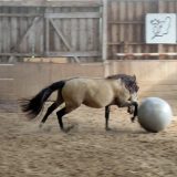 Reiten als Kunst - barockes Reiten mit Monika Opladen; klassisches Reiten, Reitunterricht