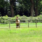 Reiten als Kunst - barockes Reiten mit Monika Opladen; klassisches Reiten, Reitunterricht