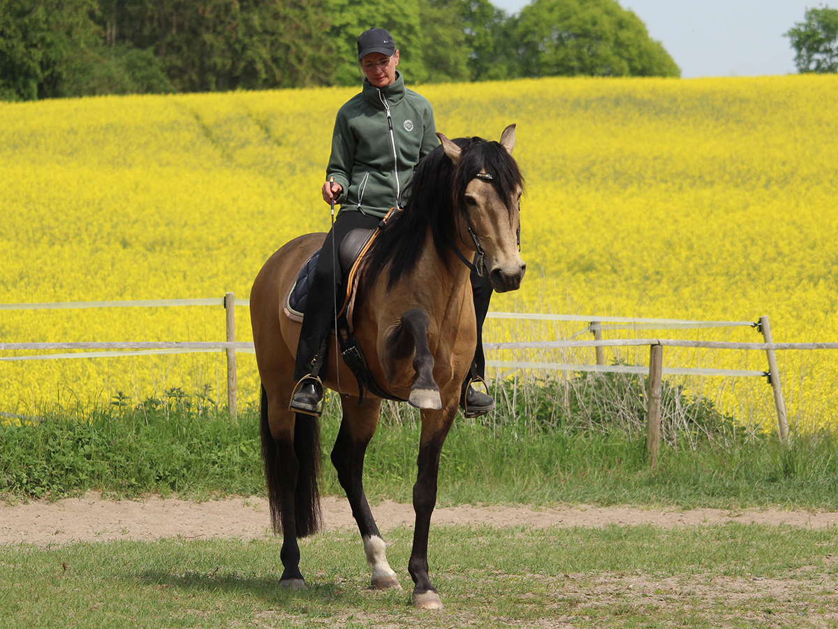 Reiten als Kunst, Klassische Reitkunst, Reitunterricht, Reiten, Reitlehrer, Reitschule, Klassische Ausbildung für Pferde, Spanische Reitweise, Pferdeausbildung, Beritt, Schulpferd, Reitseminare, Klassisch-barocke Reitweise