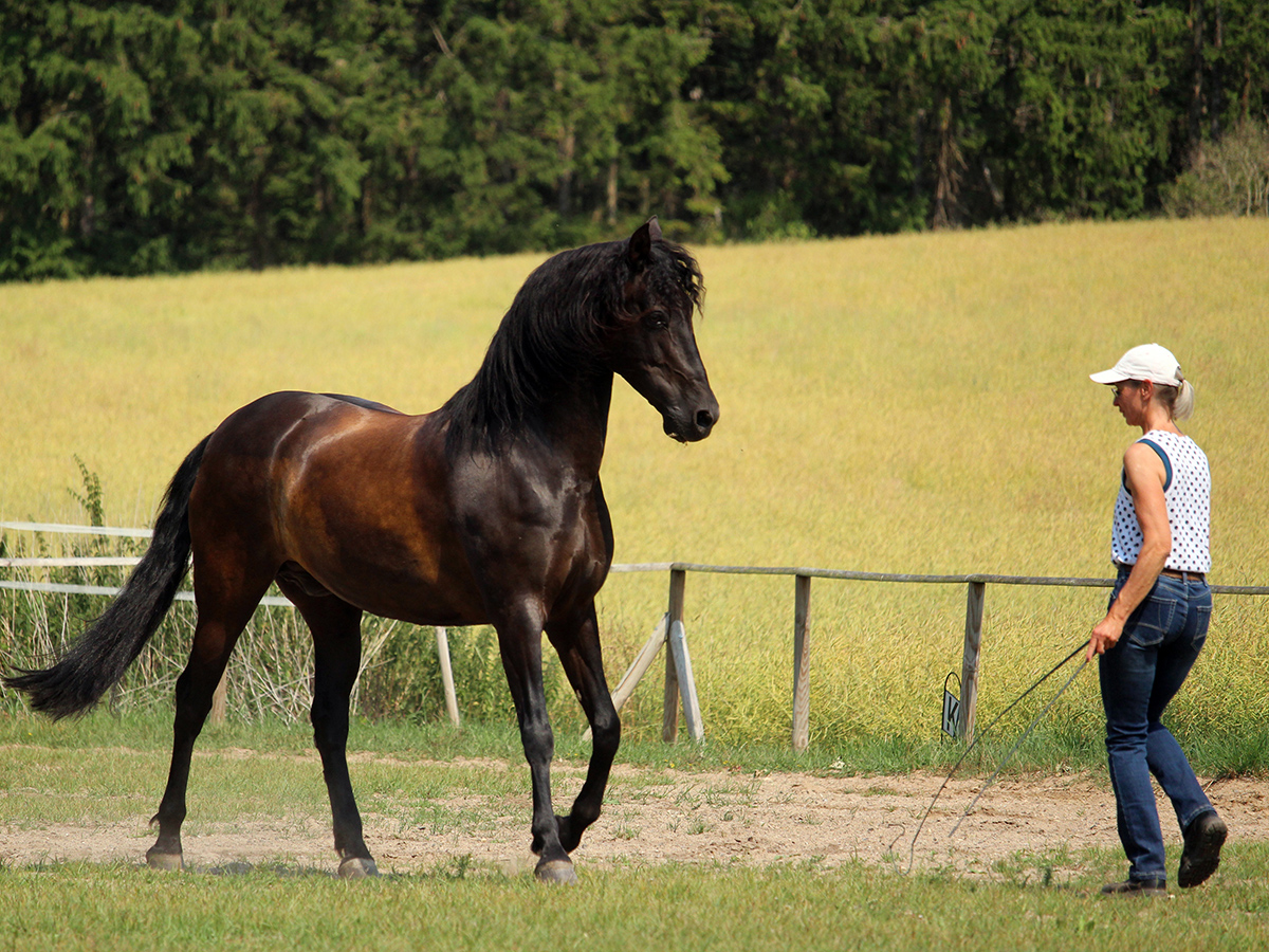 Reiten als Kunst, Klassische Reitkunst, Reitunterricht, Reiten, Reitlehrer, Reitschule, Klassische Ausbildung für Pferde, Spanische Reitweise, Pferdeausbildung, Beritt, Schulpferd, Reitseminare, Klassisch-barocke Reitweise