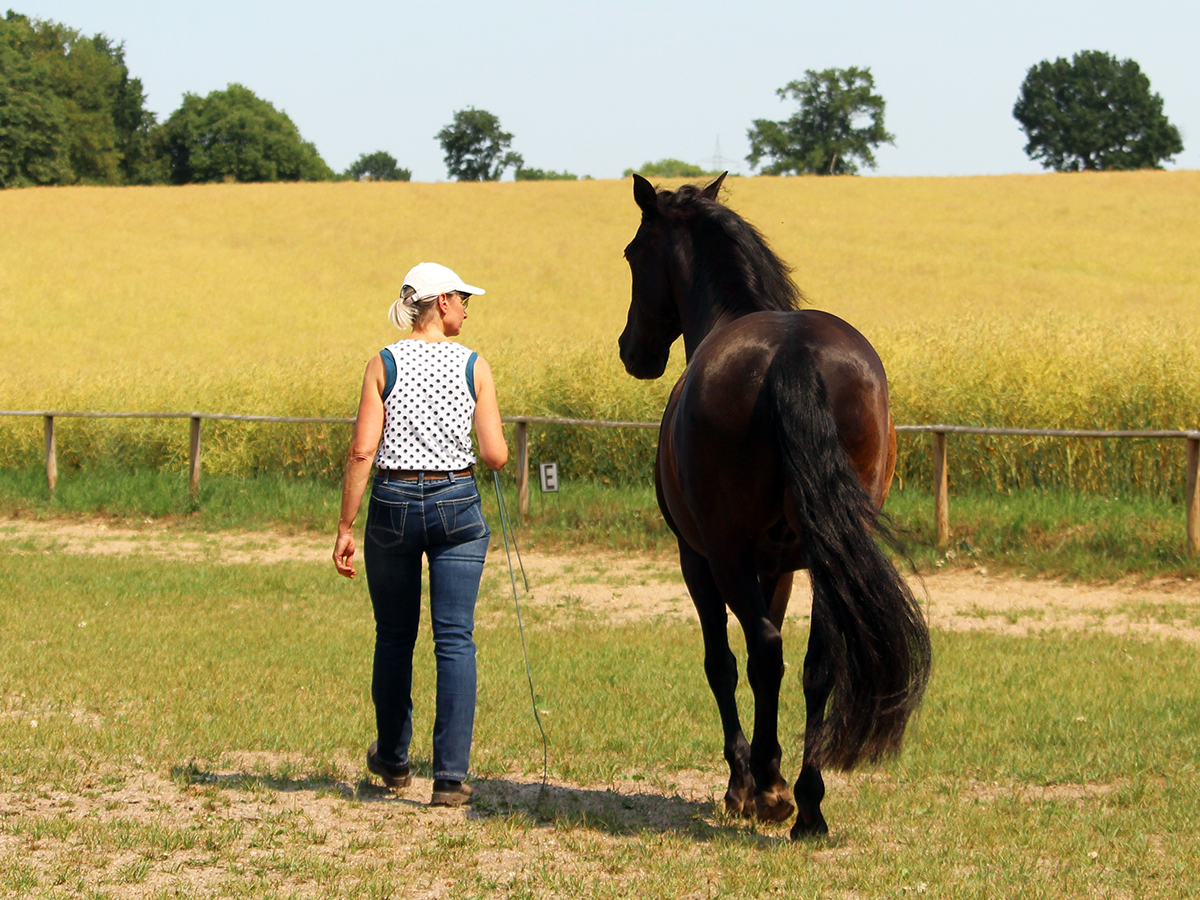 Reiten als Kunst, Klassische Reitkunst, Reitunterricht, Reiten, Reitlehrer, Reitschule, Klassische Ausbildung für Pferde, Spanische Reitweise, Pferdeausbildung, Beritt, Schulpferd, Reitseminare, Klassisch-barocke Reitweise