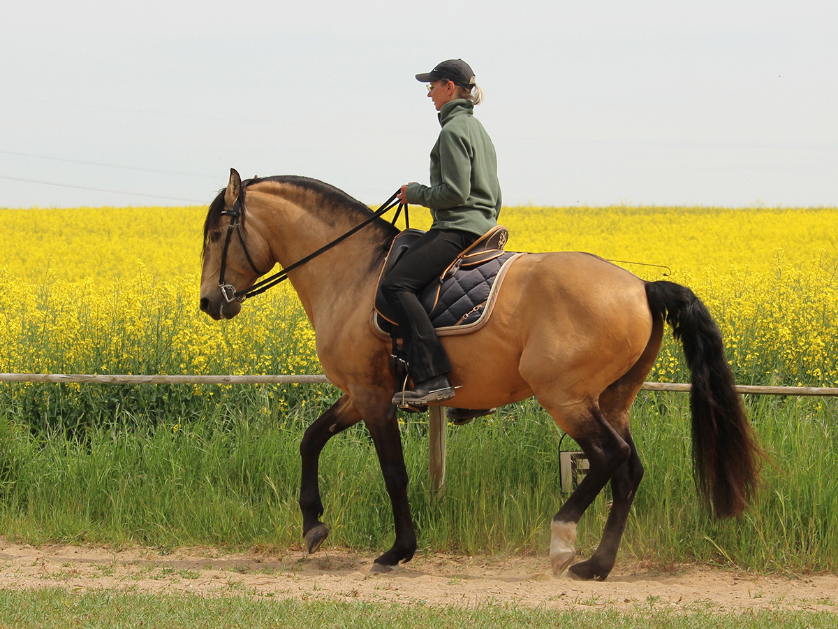 Reiten als Kunst, Klassische Reitkunst, Reitunterricht, Reiten, Reitlehrer, Reitschule, Klassische Ausbildung für Pferde, Spanische Reitweise, Pferdeausbildung, Beritt, Schulpferd, Reitseminare, Klassisch-barocke Reitweise