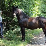 Reiten_als_Kunst_Monika_Opladen_klassisches_Reiten_Reitunterricht_0243