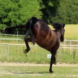 Reiten_als_Kunst_Monika_Opladen_klassisches_Reiten_Reitunterricht_0427