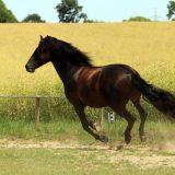 Reiten_als_Kunst_Monika_Opladen_klassisches_Reiten_Reitunterricht_0445