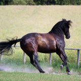 Reiten_als_Kunst_Monika_Opladen_klassisches_Reiten_Reitunterricht_0455