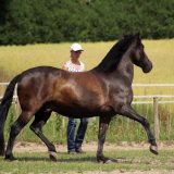 Reiten_als_Kunst_Monika_Opladen_klassisches_Reiten_Reitunterricht_0527