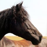 Reiten_als_Kunst_Monika_Opladen_klassisches_Reiten_Reitunterricht_0540