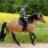 Reiten_als_Kunst_Monika_Opladen_klassisches_Reiten_Reitunterricht_7949