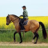 Reiten_als_Kunst_Monika_Opladen_klassisches_Reiten_Reitunterricht_8395