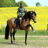 Reiten_als_Kunst_Monika_Opladen_klassisches_Reiten_Reitunterricht_8590