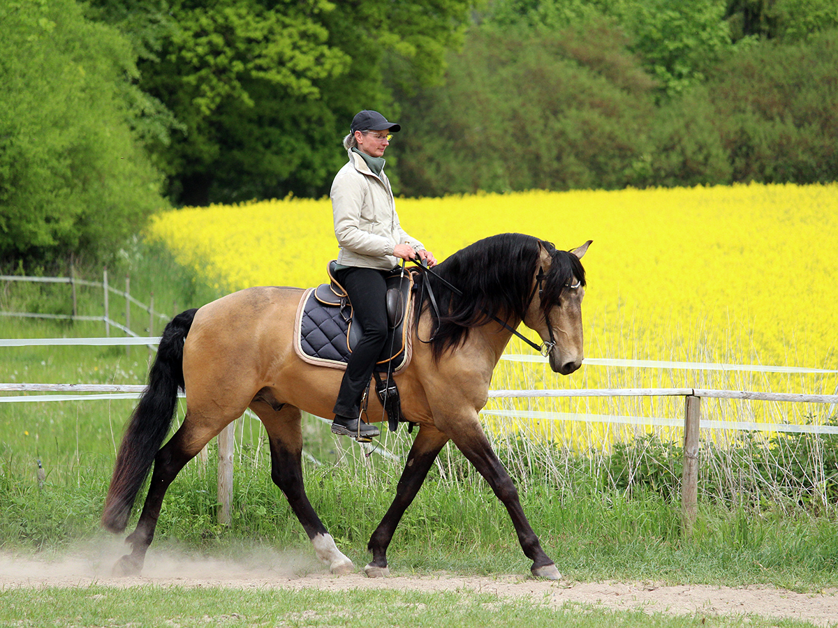 Reiten als Kunst, Klassische Reitkunst, Reitunterricht, Reiten, Reitlehrer, Reitschule, Klassische Ausbildung für Pferde, Spanische Reitweise, Pferdeausbildung, Beritt, Schulpferd, Reitseminare, Klassisch-barocke Reitweise