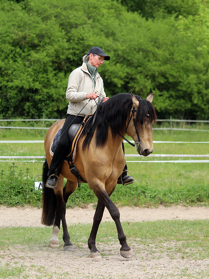 Reiten als Kunst, Klassische Reitkunst, Reitunterricht, Reiten, Reitlehrer, Reitschule, Klassische Ausbildung für Pferde, Spanische Reitweise, Pferdeausbildung, Beritt, Schulpferd, Reitseminare, Klassisch-barocke Reitweise