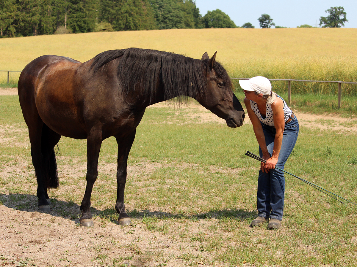 Reiten als Kunst, Klassische Reitkunst, Reitunterricht, Reiten, Reitlehrer, Reitschule, Klassische Ausbildung für Pferde, Spanische Reitweise, Pferdeausbildung, Beritt, Schulpferd, Reitseminare, Klassisch-barocke Reitweise