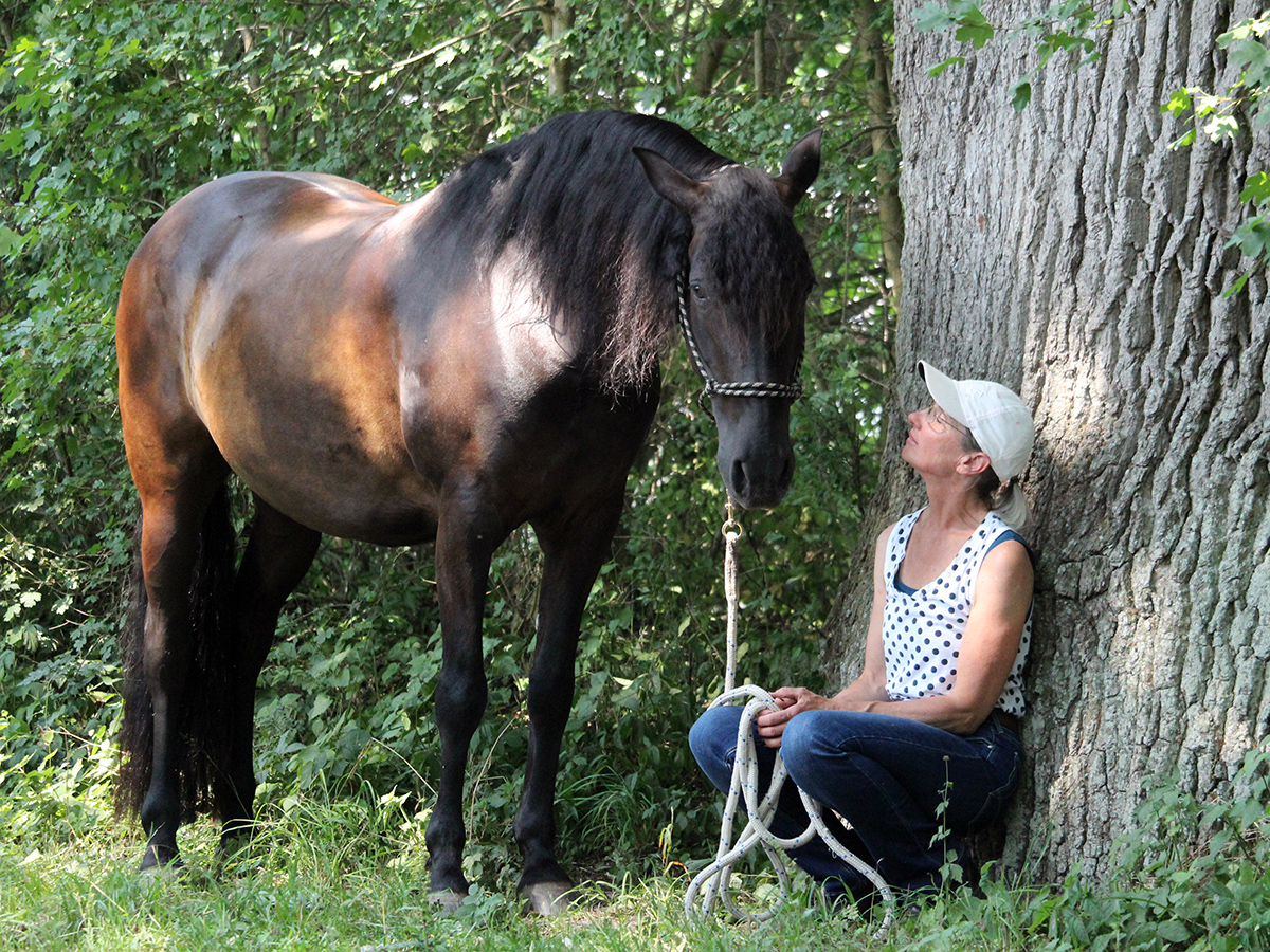 Reiten als Kunst, Klassische Reitkunst, Reitunterricht, Reiten, Reitlehrer, Reitschule, Klassische Ausbildung für Pferde, Spanische Reitweise, Pferdeausbildung, Beritt, Schulpferd, Reitseminare, Klassisch-barocke Reitweise