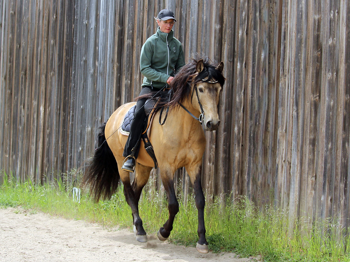 Reiten als Kunst, Klassische Reitkunst, Reitunterricht, Reiten, Reitlehrer, Reitschule, Klassische Ausbildung für Pferde, Spanische Reitweise, Pferdeausbildung, Beritt, Schulpferd, Reitseminare, Klassisch-barocke Reitweise