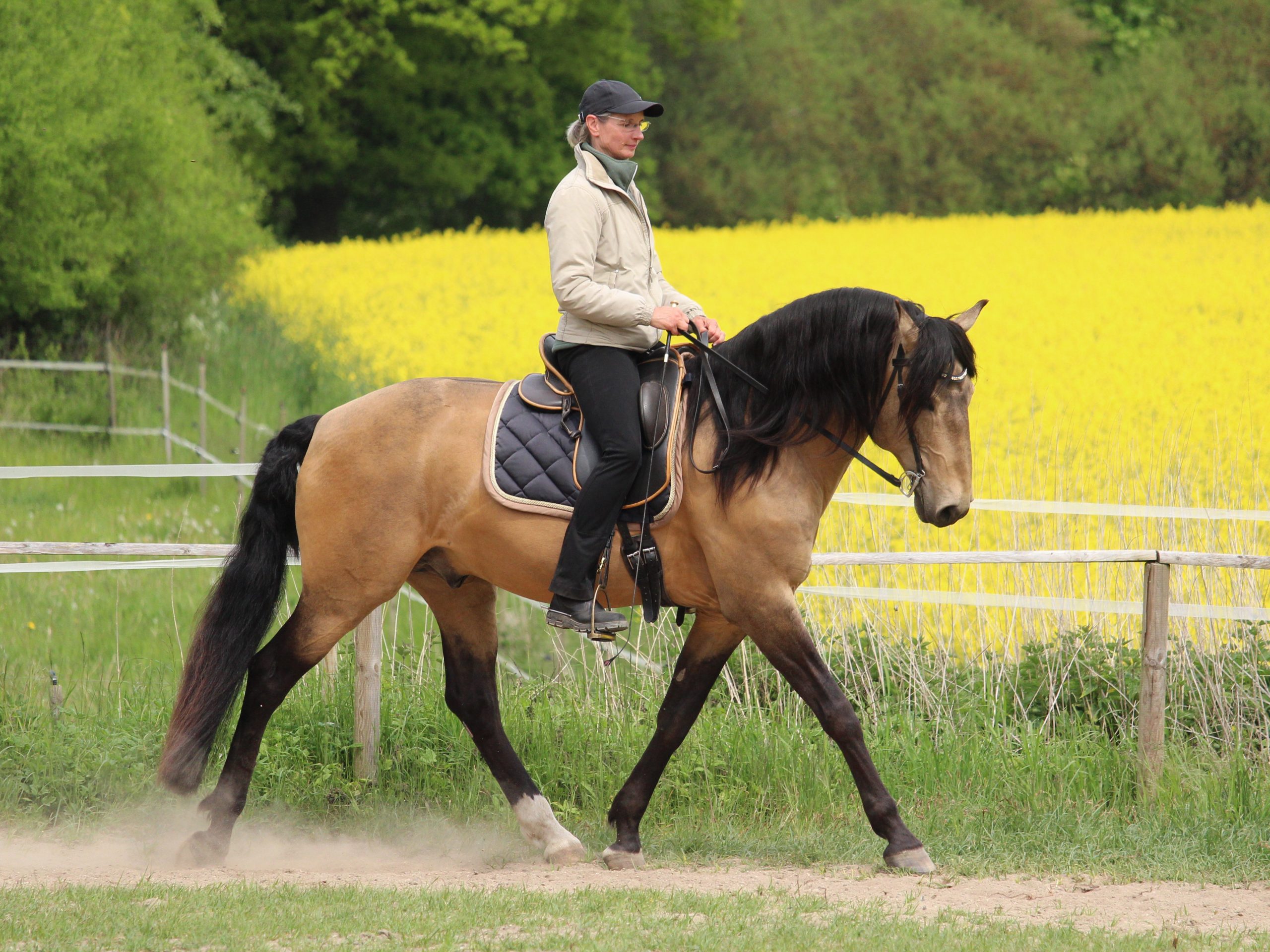 Reiten_als_Kunst_Monika_Opladen_klassisches_Reiten_Reitunterricht_7653