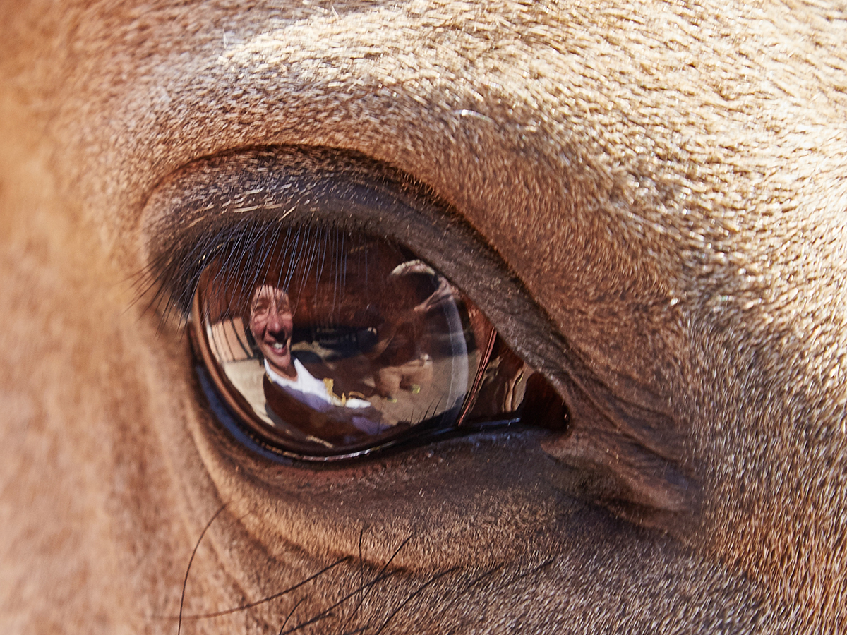 Reiten als Kunst, Klassische Reitkunst, Reitunterricht, Reiten, Reitlehrer, Reitschule, Klassische Ausbildung für Pferde, Spanische Reitweise, Pferdeausbildung, Beritt, Schulpferd, Reitseminare, Klassisch-barocke Reitweise